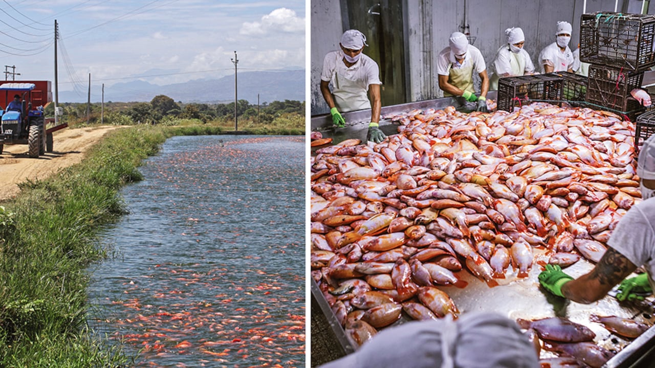 El año pasado, las exportaciones del sector acuícola crecieron 48 por ciento y alcanzaron 12.898 toneladas.