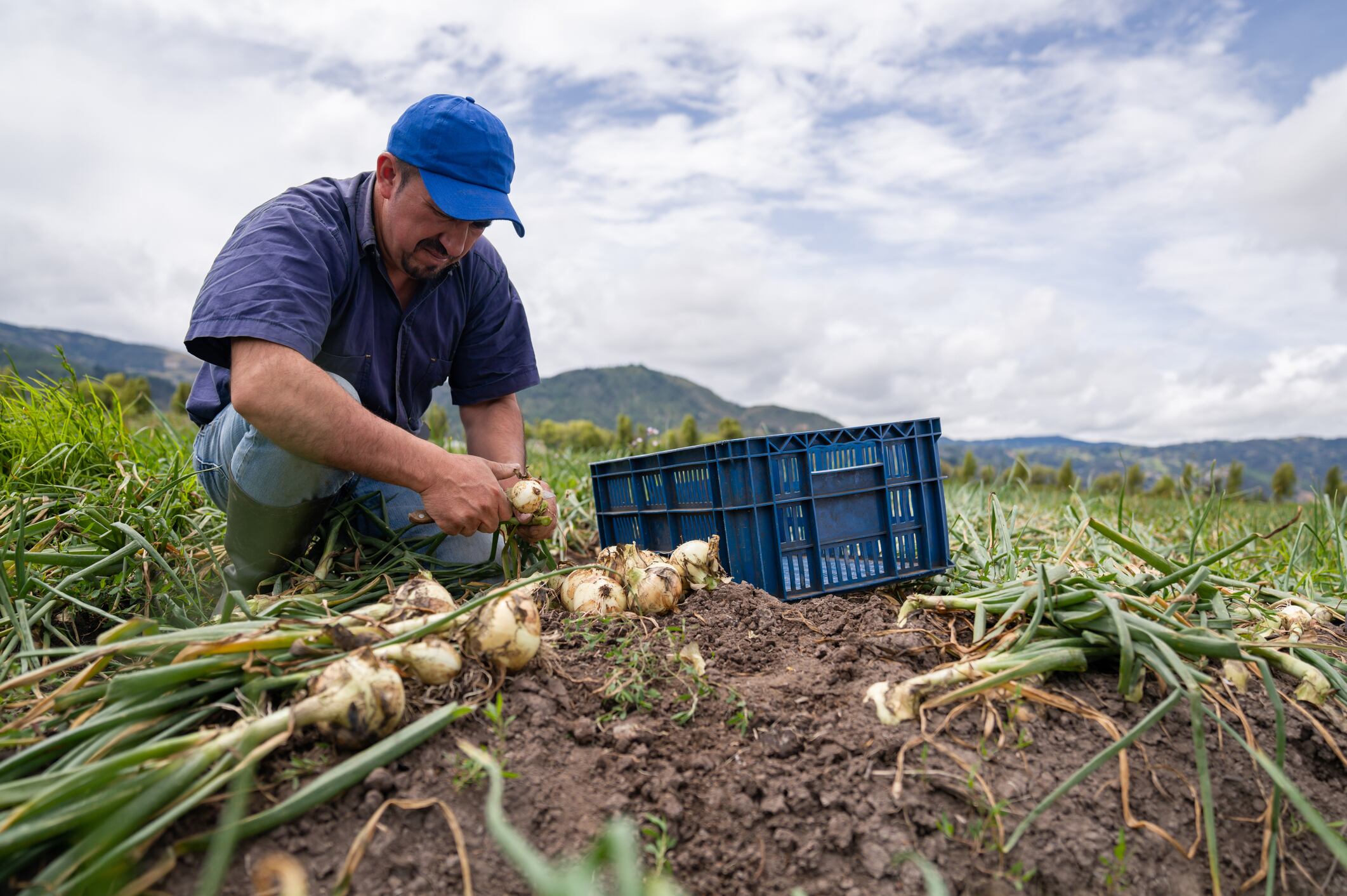 Cultivos de Cebolla