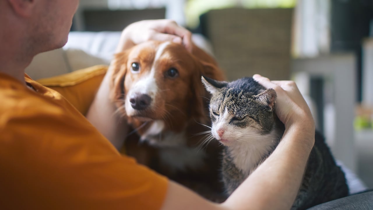 Photo: semana.com Teen Dog Bonds: How Pet Relationships Affect Adolescent Social Anxiety