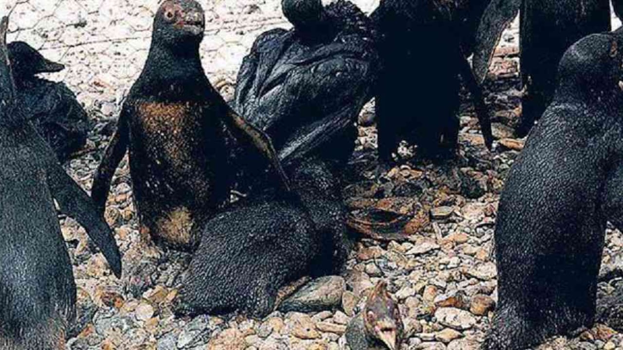 Los pingüinos están en vía de extinción, según la Unión Internacional para la Conservación de la Naturaleza. Foto: Imagen ilustrativa