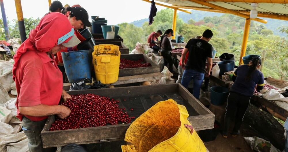 Beneficio de Café, Café Granja La Esperanza