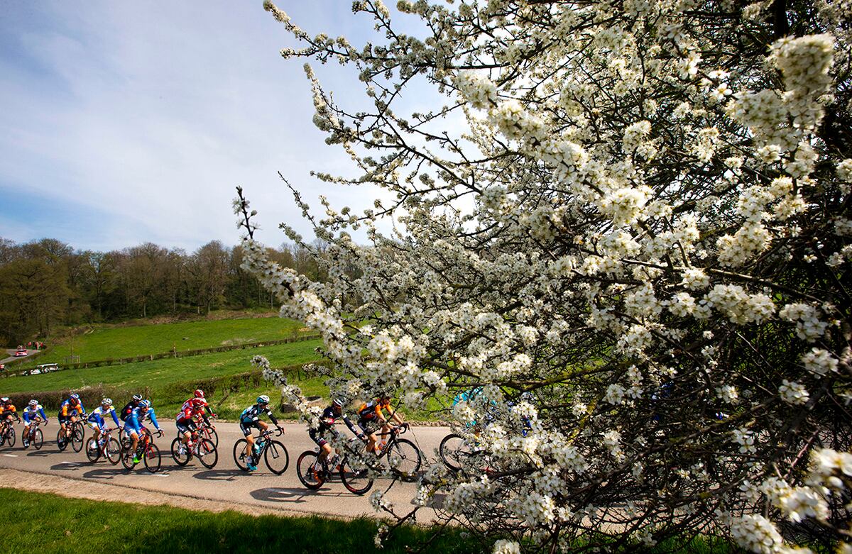 El grupo de ciclistas pasa por los árboles florecientes durante la competencia de ciclismo de Amstel Gold en Valkenburg, Países Bajos. (AP)