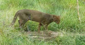 Un puma de la especie protegida Yagouaroundi, conocido también como gato nutria.