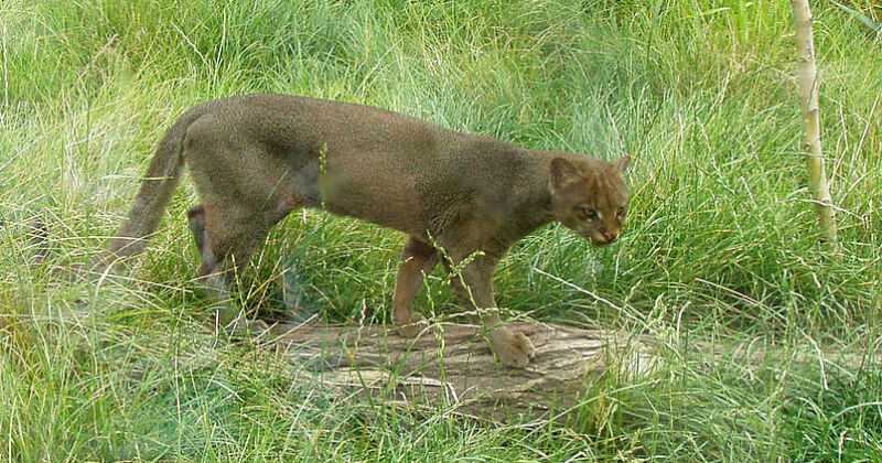 El puma yaguarundí es una especie protegida, conocido también como gato nutria. Imagen de referencia.