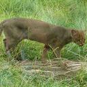 Un puma de la especie protegida Yagouaroundi, conocido también como gato nutria.