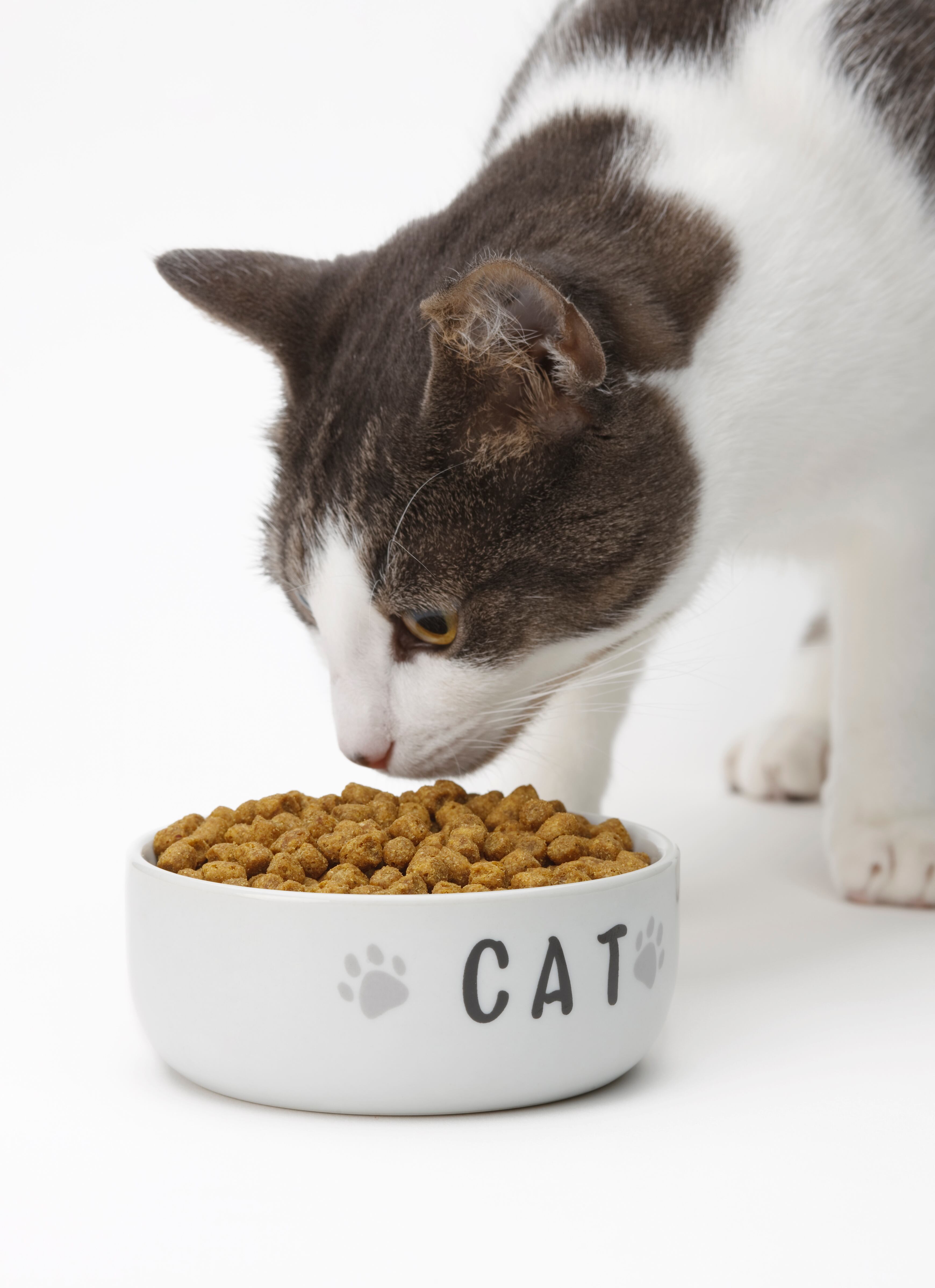 gato comiendo concentrado