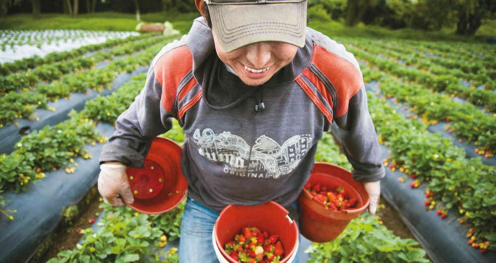 El azúcar de la fruta es el azúcar más natural. 