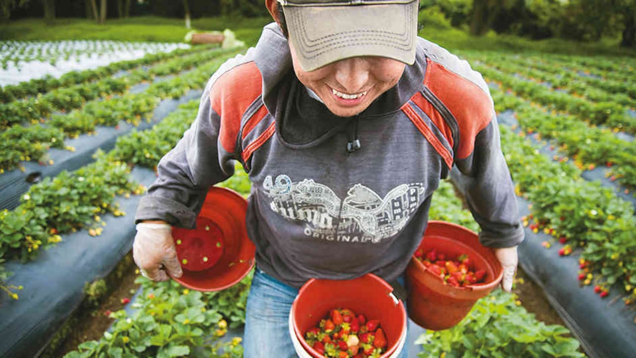 Además de frutas y tubérculos, este departamento tiene una gran ventaja competitiva en la producción de flores y follajes.