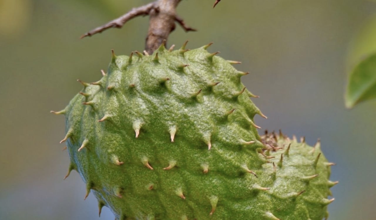 El corazón es uno de los grandes beneficiados con el consumo de guanábana