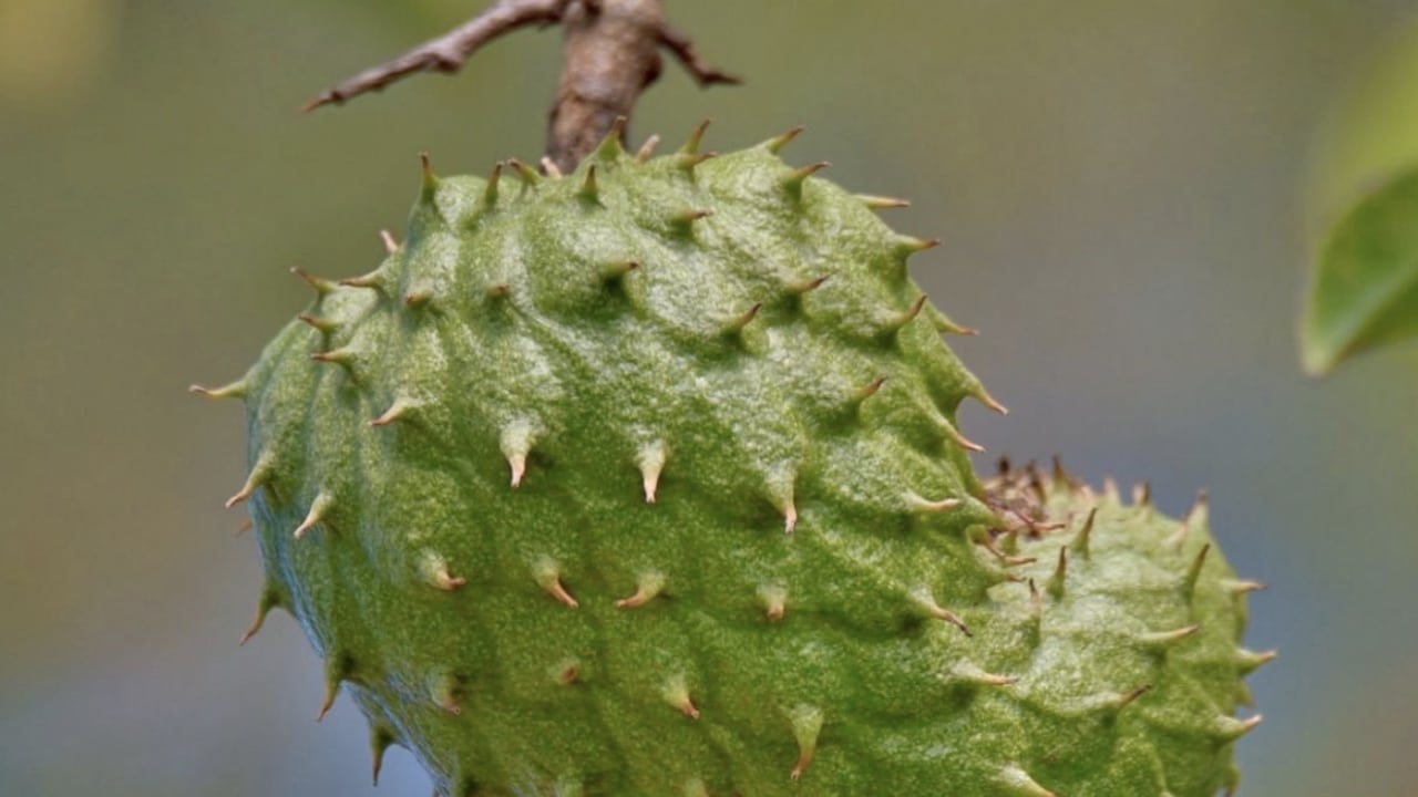 La pulpa de la guanábana contiene aproximadamente un 81 % de agua.