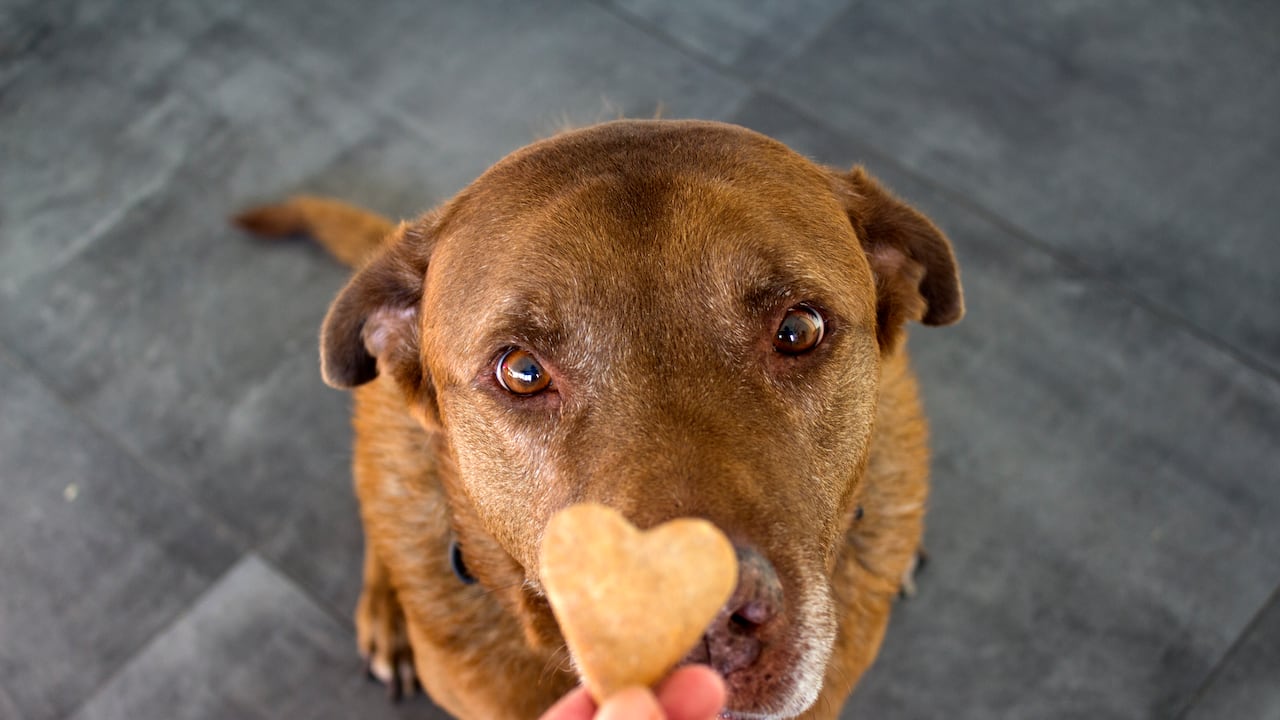 Video: “Por estrés” cuidador golpea a perrita en Bogotá