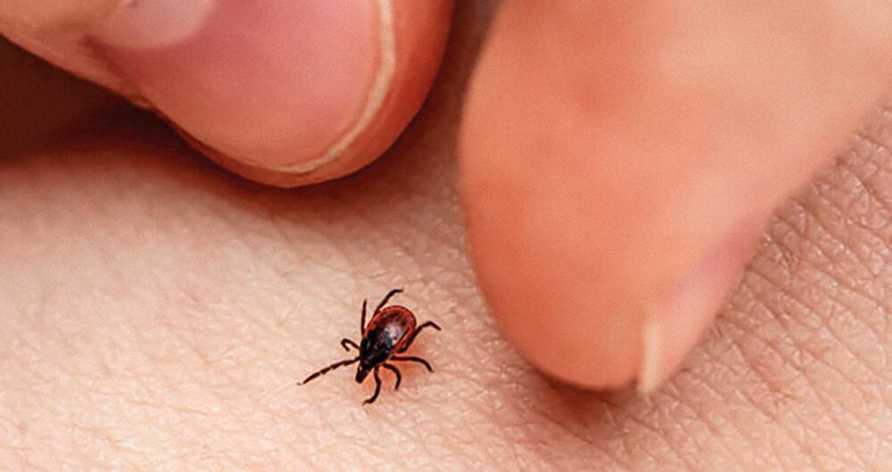 Enfermedad de Lyme, un enemigo invisible _2