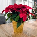 poinsettia - flor de la Navidad - plantas Nochebuena