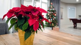 poinsettia - flor de la Navidad - plantas Nochebuena