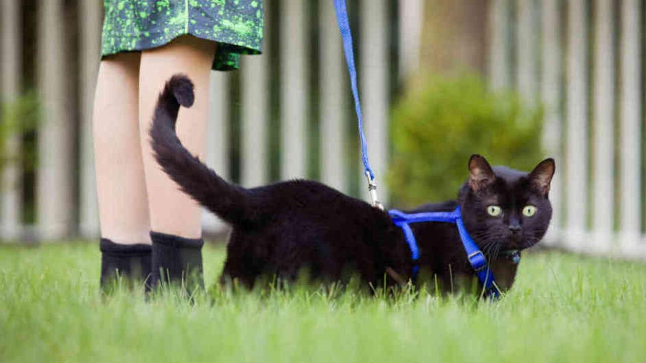 Los gatos son celebrados el 20 de febrero, el 8 de agosto y el 29 de octubre.
