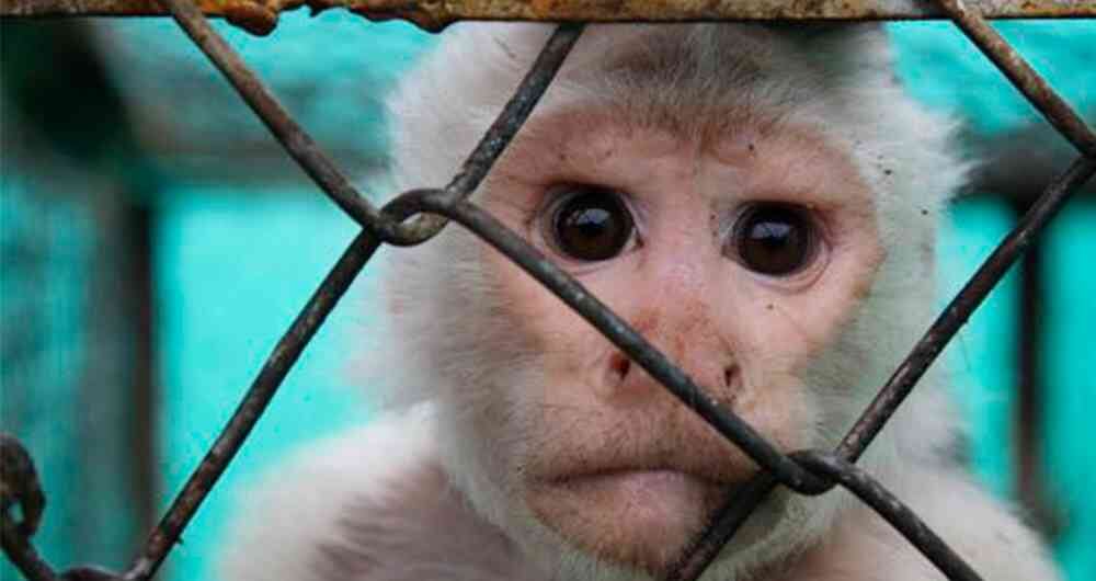 Se encontró a un mono al que le faltaban algunos dedos de las manos y los pies posiblemente por automatización. 