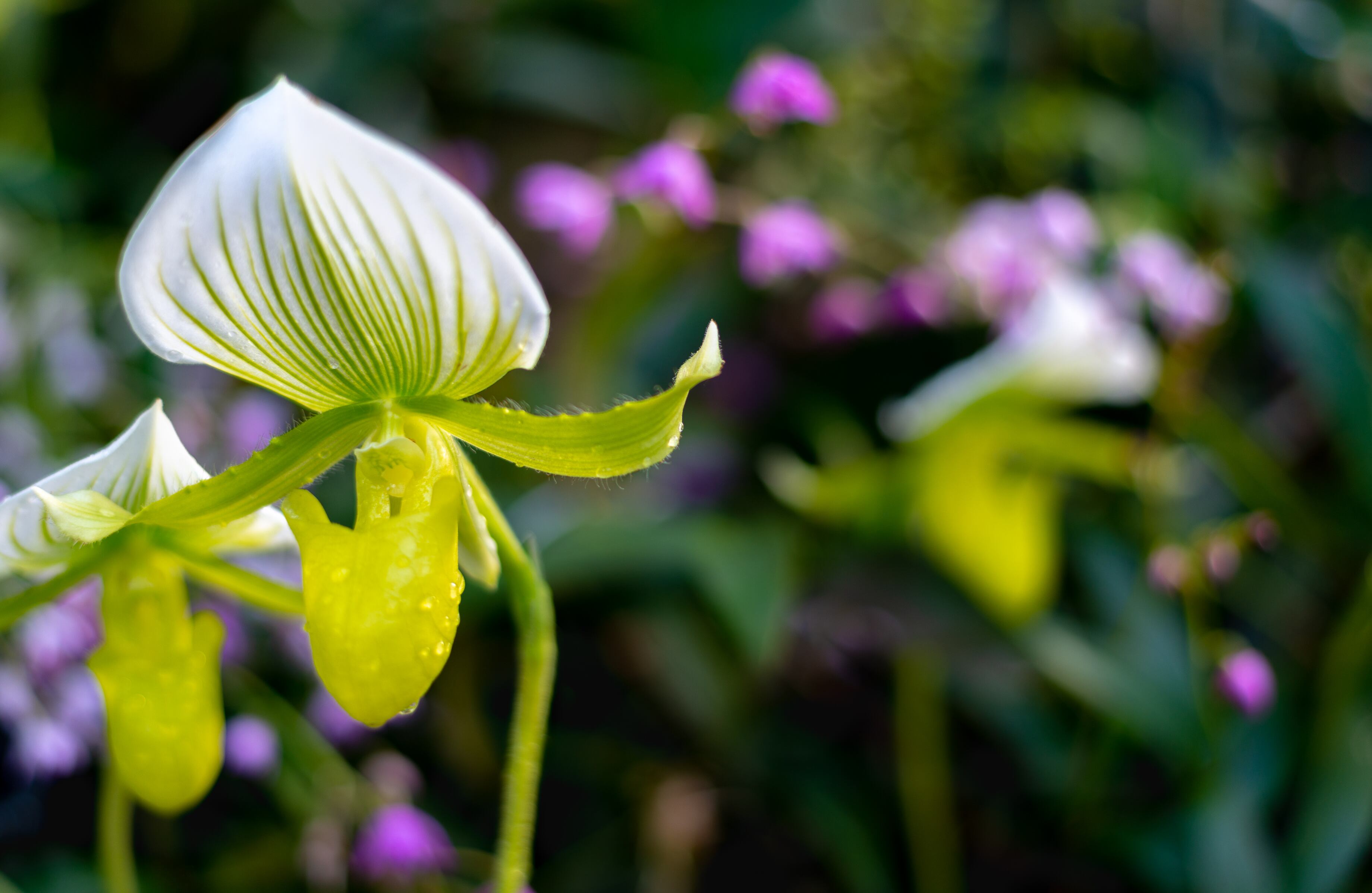 Paphiopdulum Philippinense. En Colombia las orquídeas crecen en estado silvestre, desde la orilla del mar hasta las montañas. Sin embargo, esta es una especie nativa de Filipinas. Foto: Slavomir Durej Getty Images/iStockphoto