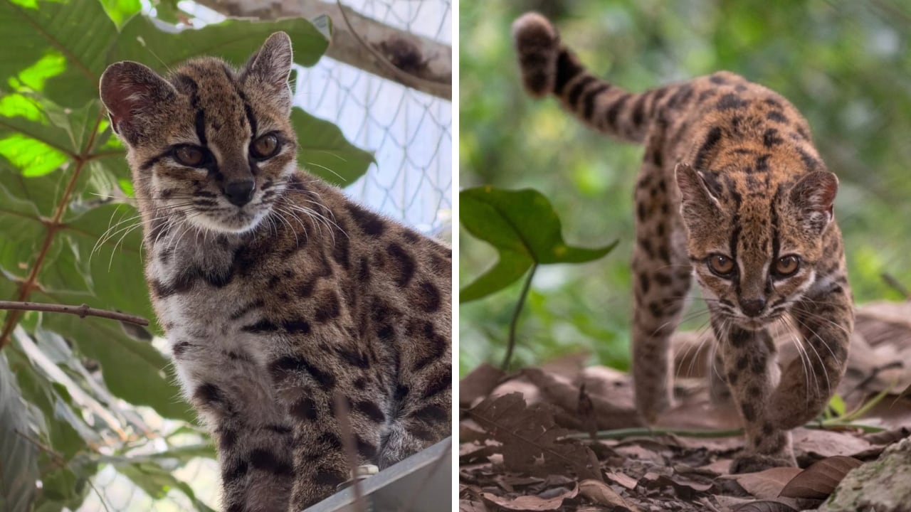 Lo que parecía un gato común terminó revelando un hallazgo inesperado para la ciencia.