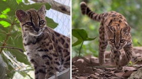 Un pequeño felino de los Yungas bolivianos sorprendió a investigadores por sus características.