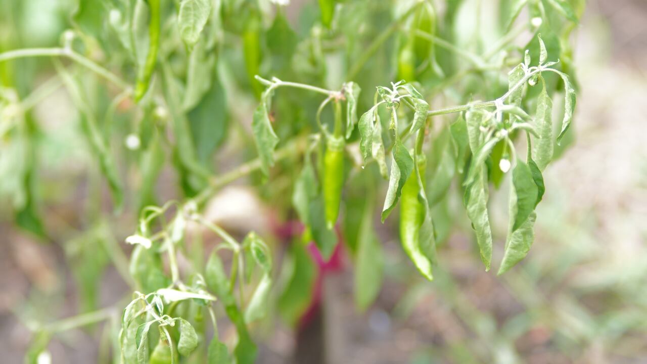 Por diferentes razones, las hojas de una planta pueden apagarse y verse marchitas.