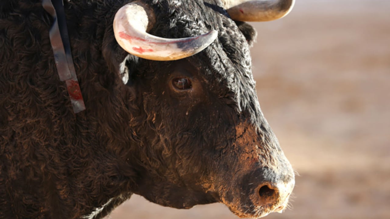 La decisión de la Corte constituye un serio revés también para los activistas por los derechos de los animaes.