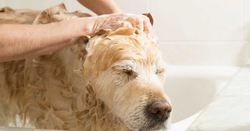 Baños regulares y con productos especiales son recomendados por expertos.