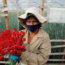 Producción y comercialización de flores en Tocancipá Ayurá S.A.S.
Feb 3 del 2021
Foto Guillermo Torres Reina / Semana