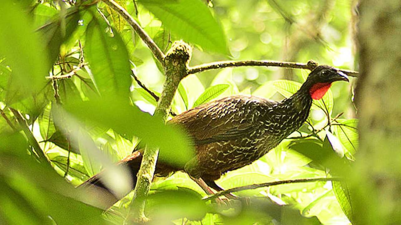 Cortesía: Unimedios.