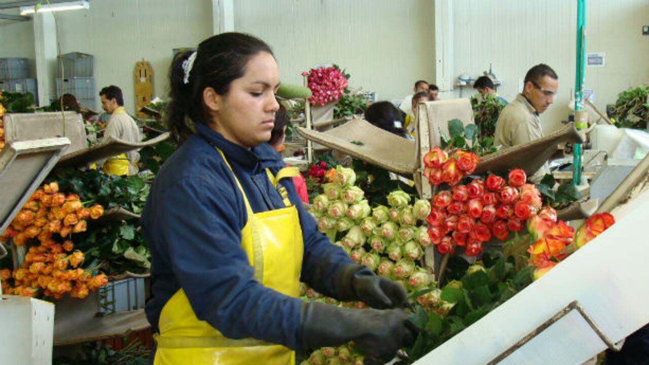 El 14 de febrero, día de San Valentín, se celebra en Colombia el día de los trabajadores de las flores.