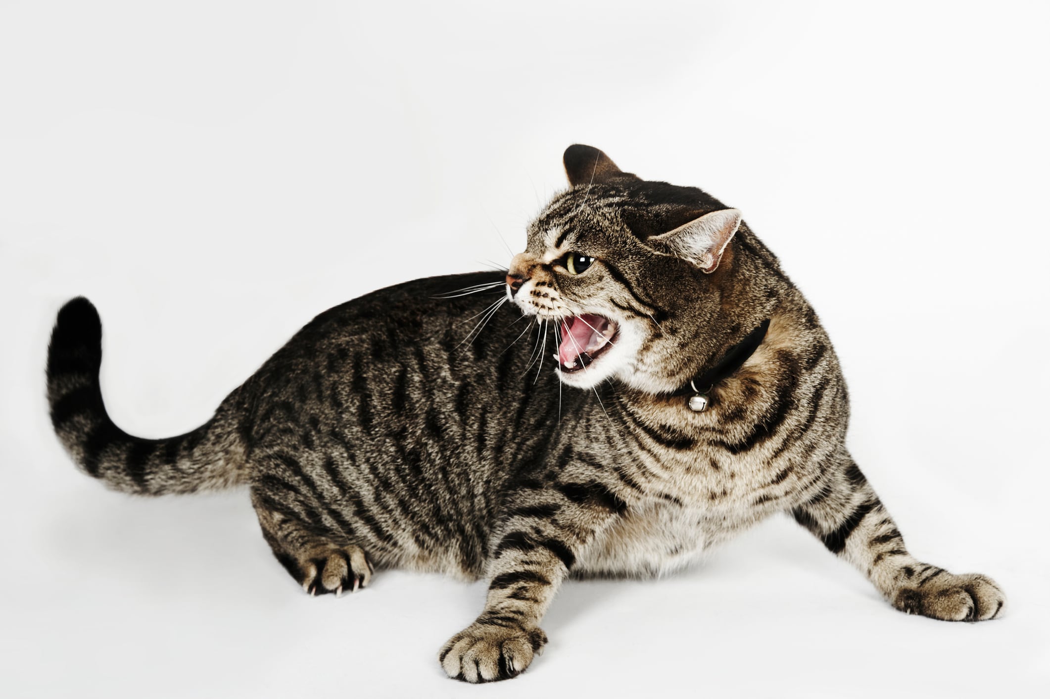 postura de un gato