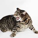 postura de un gato