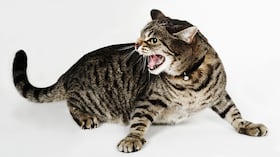 postura de un gato