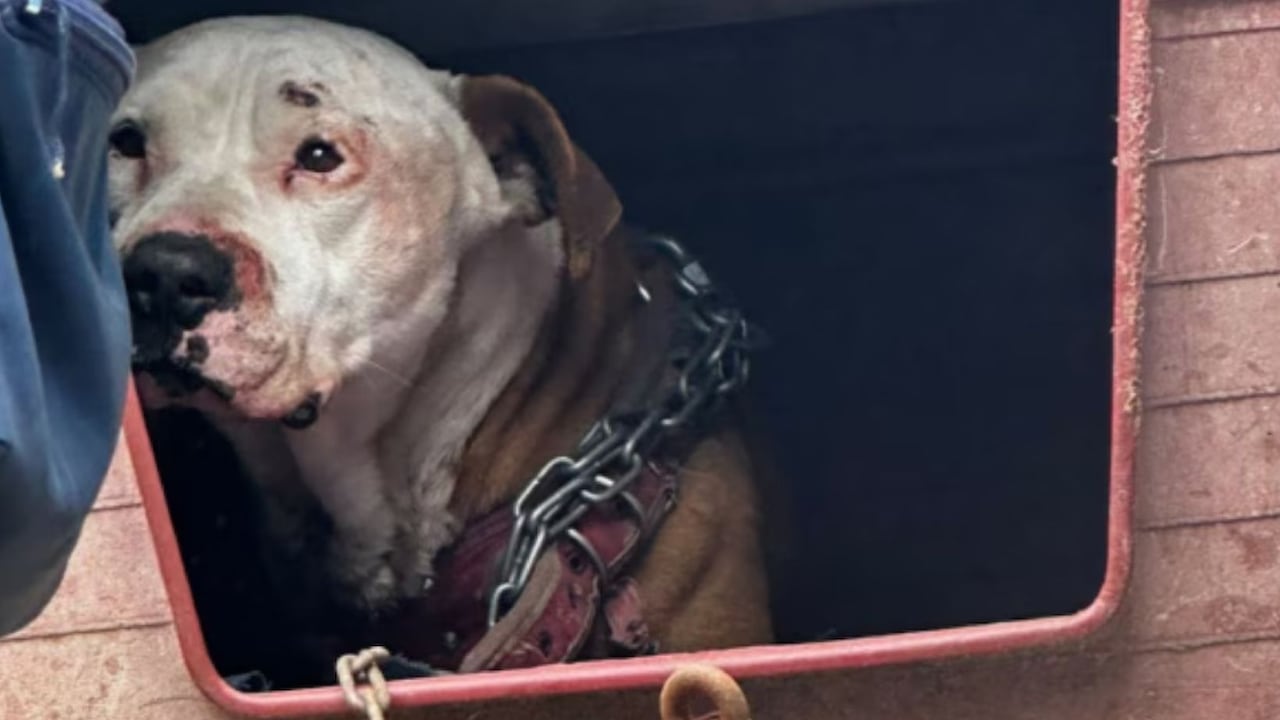 Perro rescatado en Ciudad de México