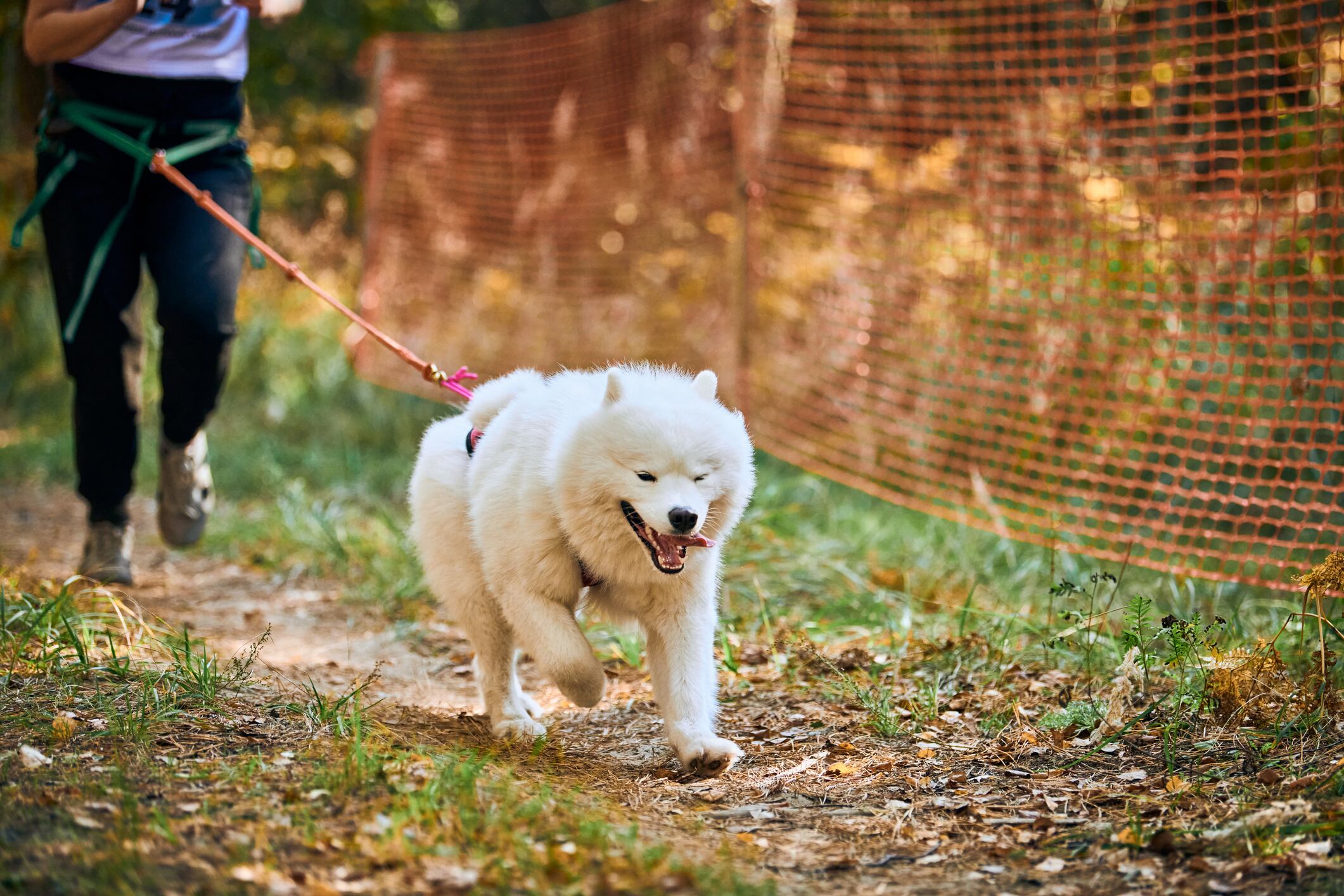 El evento propone un espacio incluyente donde corredores, familias y animales de compañía compartirán la ruta