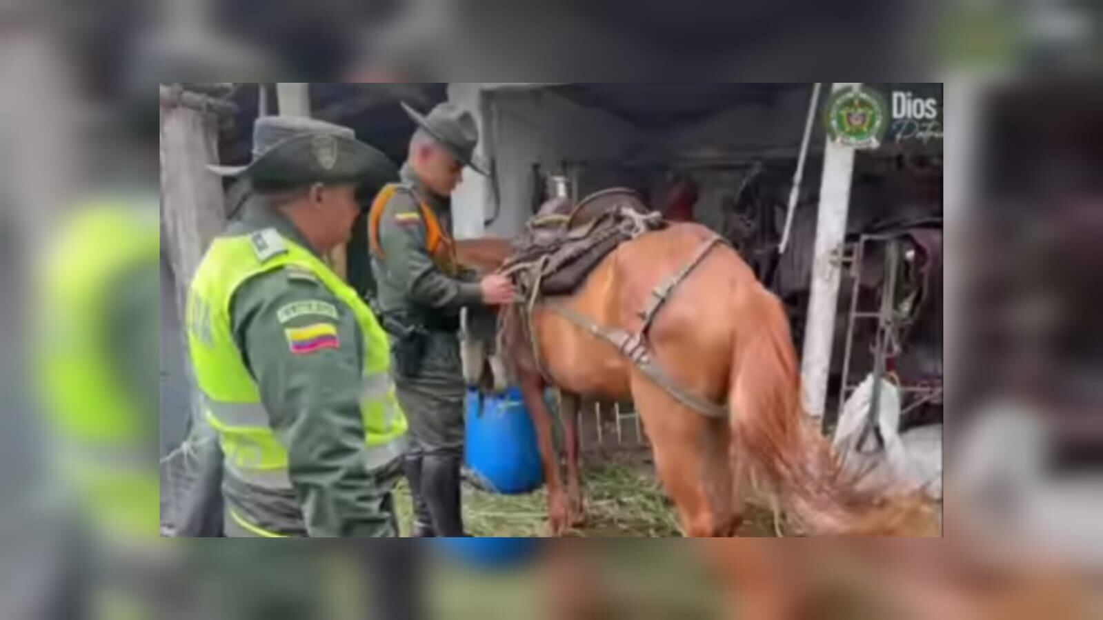 Los 15 ejemplares que fueron rescatados muestran signos de sobresfuerzo y peladuras