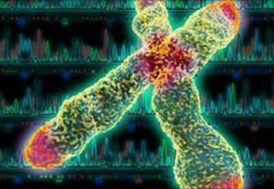 Los cromosomas X son los responsables de mejorar la capacidad cognitiva de las mujeres en ambientes de riesgo