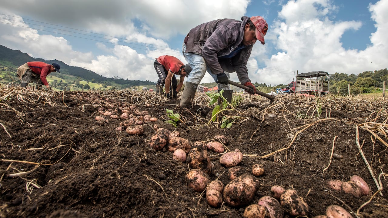 Campesinos cultivadores de papa.