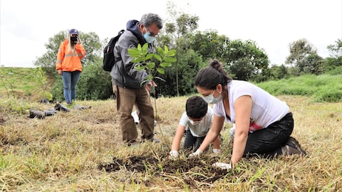 La autoridad ambiental tiene como meta sembrar 450.000 árboles nuevos en la capital.