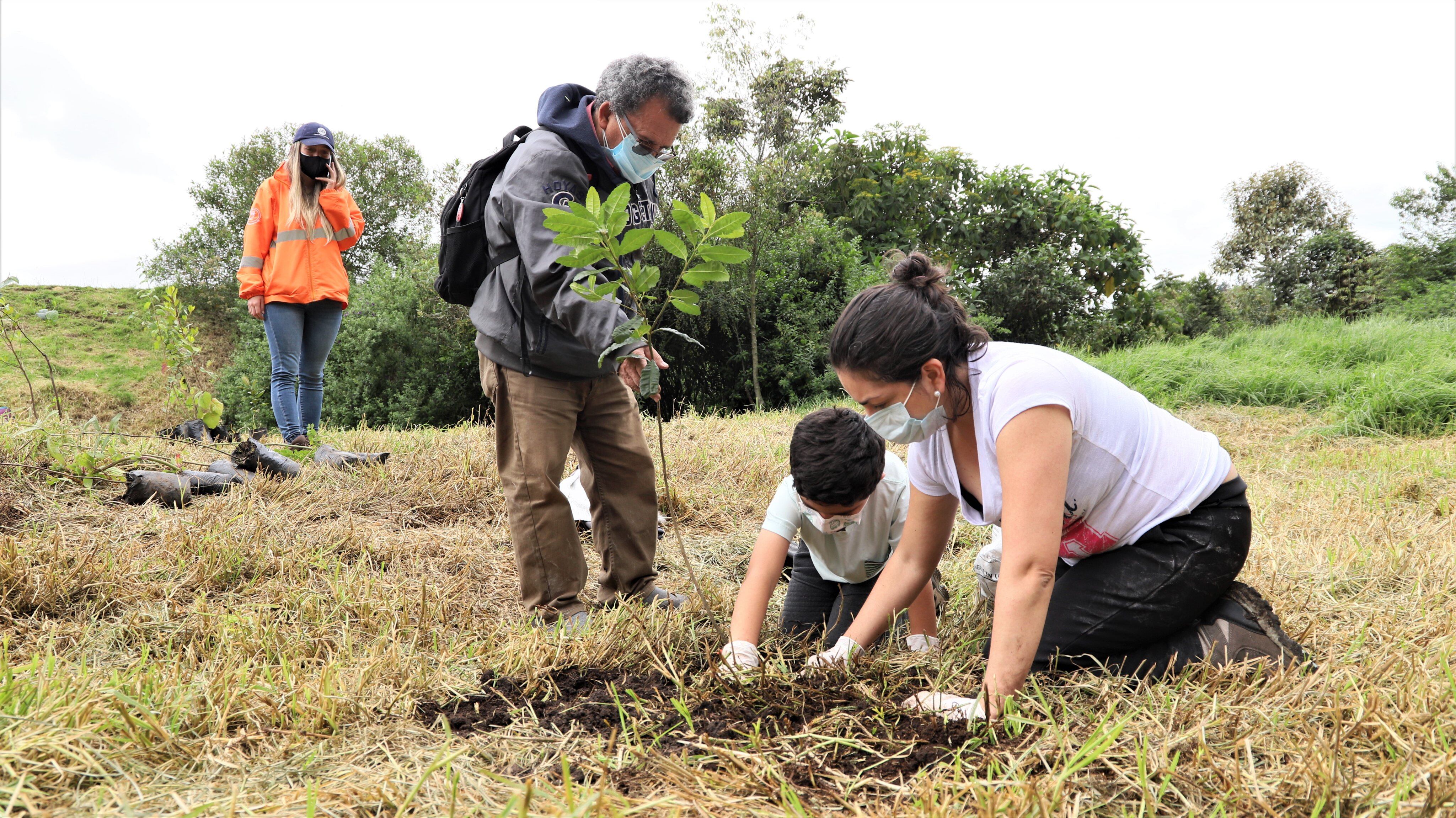 La autoridad ambiental tiene como meta sembrar 450.000 árboles nuevos en la capital.