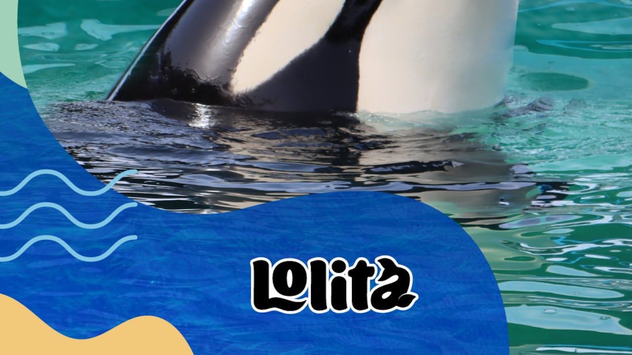 En marzo, el condado de Miami-Dade anunció planes para transportar a Lolita de vuelta al océano frente a las costas del estado de Washington, en el noroeste de Estados Unidos, en los próximos dos años.