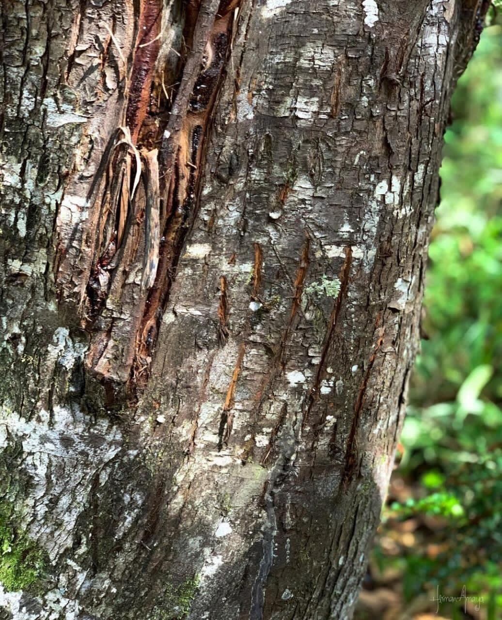 Pensilvania. Área en donde fue liberada osa andina en Boyacá