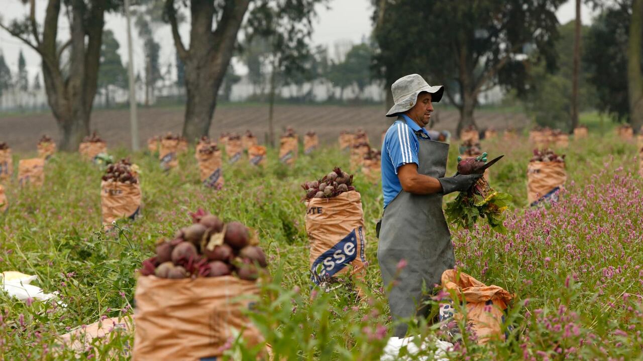 El apoyo a la agricultura será clave para la recuperación de la economía y la generación de empleo en las regiones.