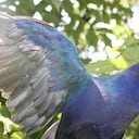 Las aves migratorias, en especial las tinguas, son animales que, debido a su alto desgaste energético, pueden desorientarse y terminar en tejados,