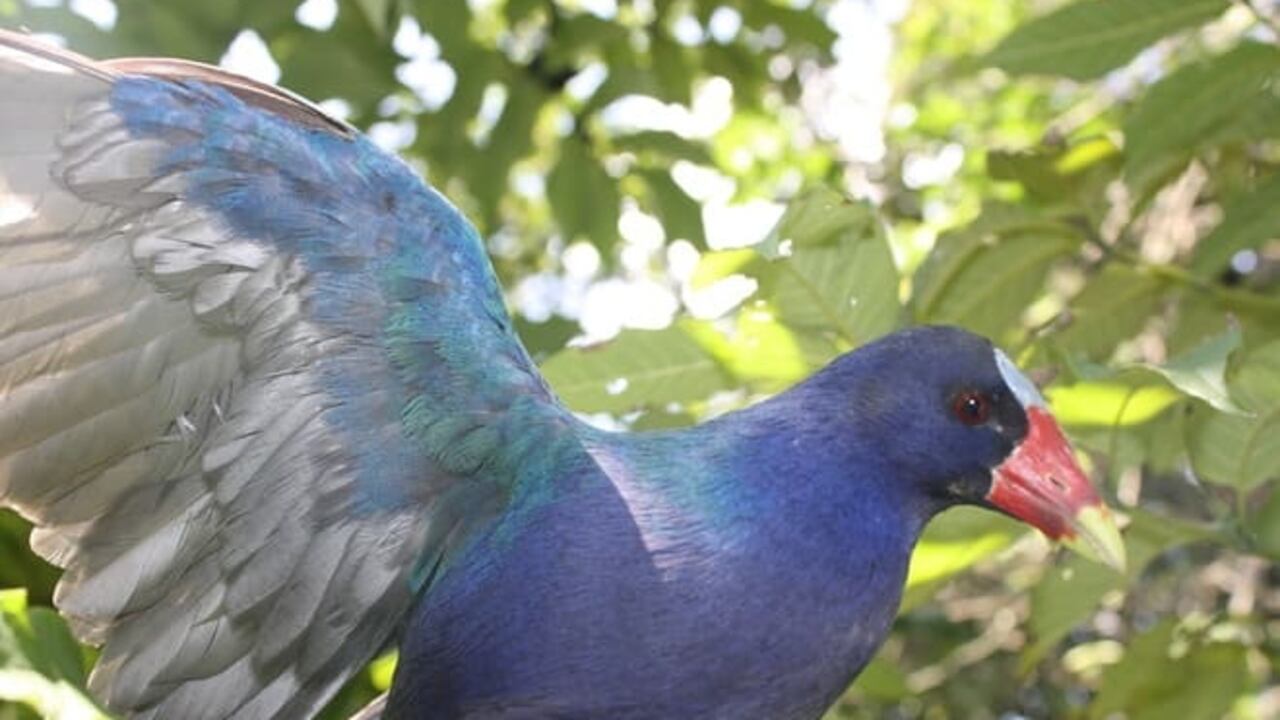 Las tinguas son una de las aves que pueden observarse en algunos humedales y lugares verdes de Bogotá.