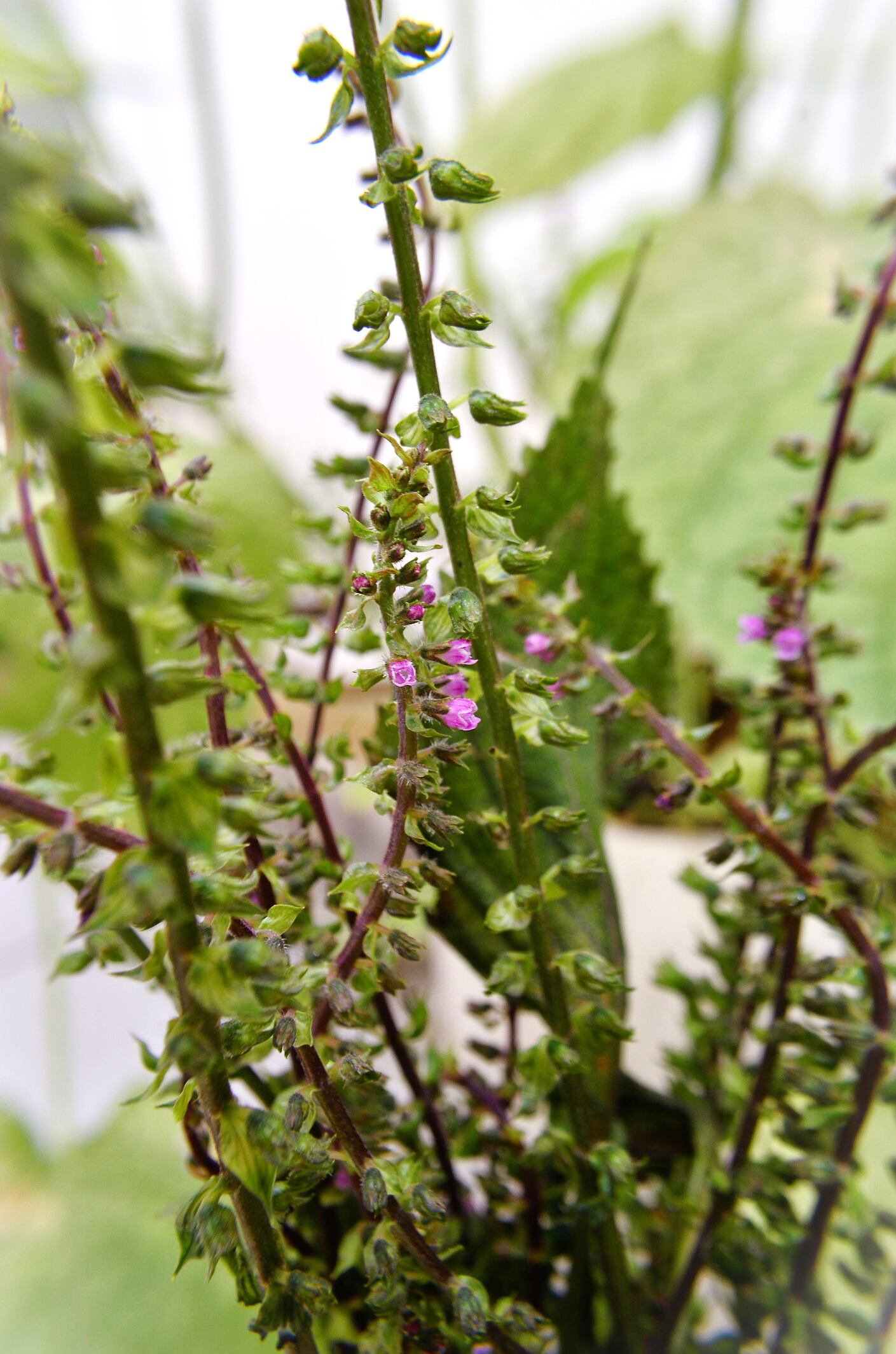 Perilla de flores rosadas.
