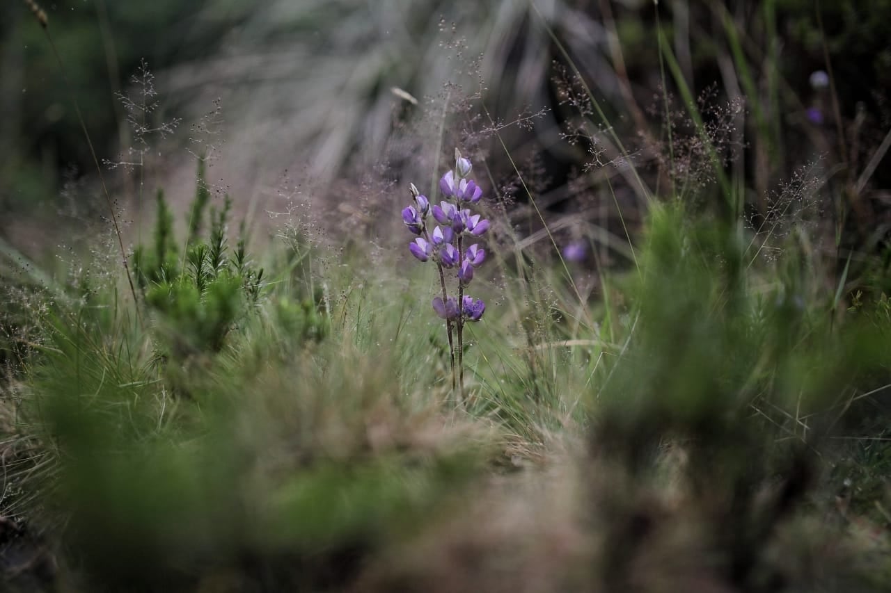 Todos somos Páramo - Páramo de Guerrero evento de la Alcaldía de Zipaquirá, cooperación internacional, la Alianza Biocuenca o fondo de agua de Norte de Santander