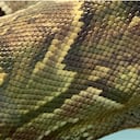 El mercado de las pieles de pitón es un negocio turbio pero lucrativo basado en gran parte en el sudeste de Asia.