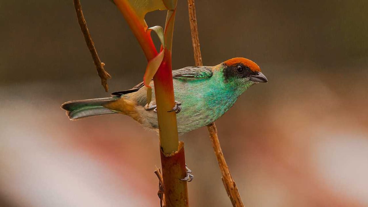 Tangara Matorralera. Foto: Christopher Calonje