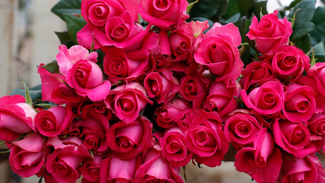 Producción, comercialización y exportación de flores
Foto Guillermo Torres Reina / Semana