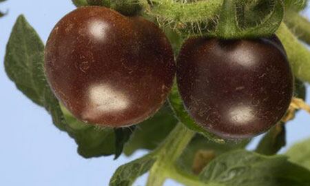  Su intenso color violeta indica el alto contenido de antocianinas